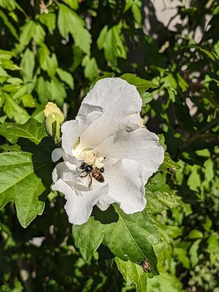 Biene sammeln in weißer Hibiskusblüte Nektar.